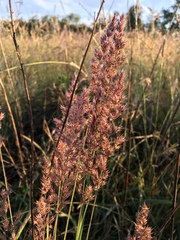 Agrostis exarata