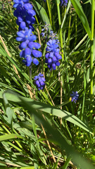 Muscari