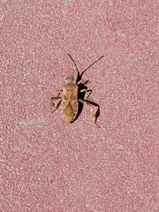 Leptoglossus occidentalis