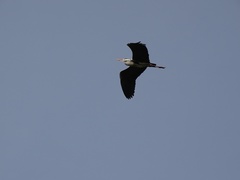 Ardea cinerea