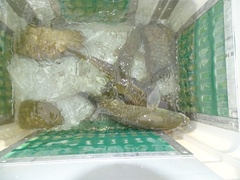 Luciobarbus graellsii