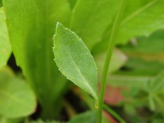 Campanula rhomboidalis