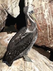 Pelecanus thagus