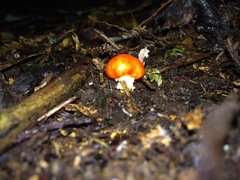 Leratiomyces erythrocephalus