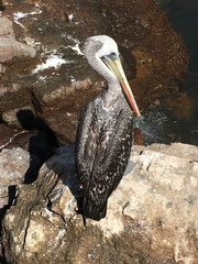 Pelecanus thagus