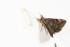Ommatophora luminosa