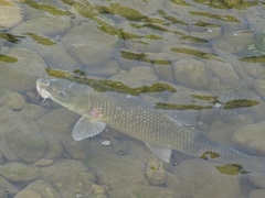 Luciobarbus graellsii