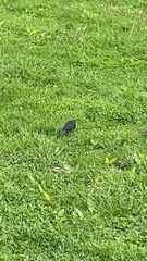 Molothrus ater