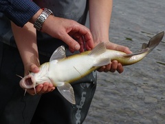 Luciobarbus graellsii