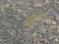 Luciobarbus graellsii