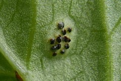 Puccinia aegopodii