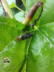 Aulacizes conspersa