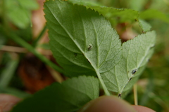 Puccinia aegopodii