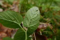 Puccinia aegopodii