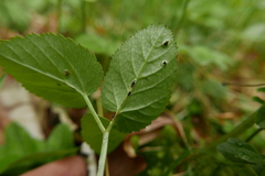 Puccinia aegopodii