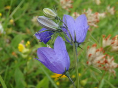 Campanula rhomboidalis