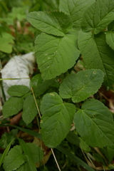 Puccinia aegopodii
