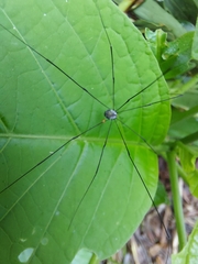Holcobunus nigripalpis