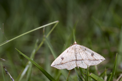 Entomopteryx rubridisca