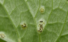 Puccinia aegopodii