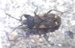 Eremocoris podagricus