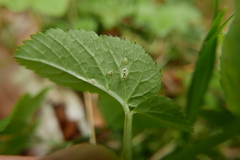 Puccinia aegopodii