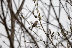 Haemorhous purpureus purpureus