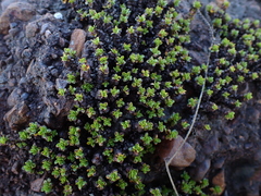 Bergia glomerata