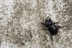 Eophileurus chinensis