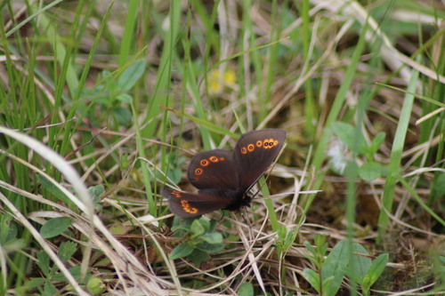 Woodland Ringlet, 85462 Eitting, Deutschland, photo 10 of 10
