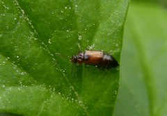 Eusphalerum semicoleoptratum