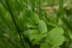 Eusphalerum semicoleoptratum