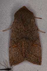 Perigonica pectinata