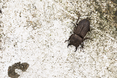 Velutinodorcus carinulatus