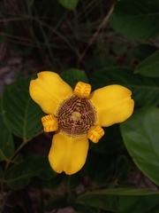 Trimezia juncifolia