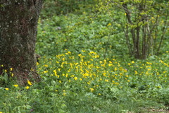 Ranunculus constantinopolitanus