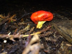 Leratiomyces erythrocephalus