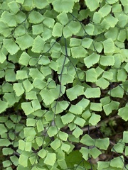 Adiantum shastense