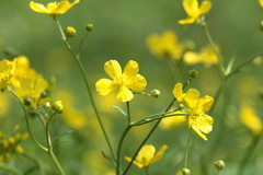 Ranunculus constantinopolitanus