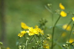 Ranunculus constantinopolitanus