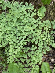 Adiantum shastense