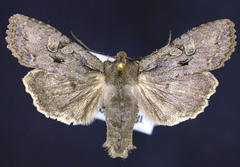 Lithophane disposita