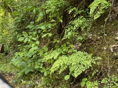 Adiantum shastense