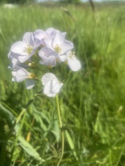 Cardamine pratensis