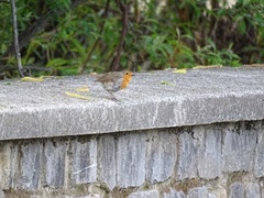 Erithacus rubecula