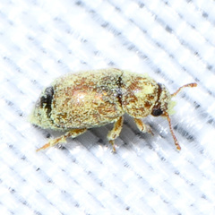 Heterhelus
