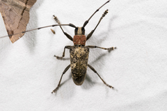 Acalolepta permutans paucipunctata