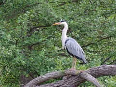 Ardea cinerea