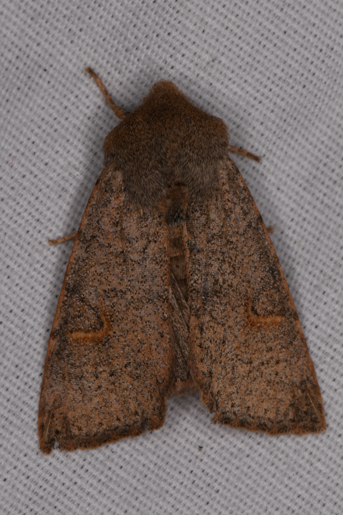 Perigonica pectinata