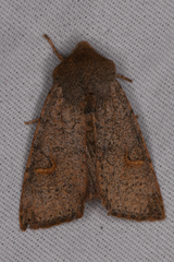 Perigonica pectinata